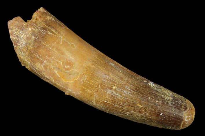 2.27" Spinosaurus Tooth - Real Dinosaur Tooth